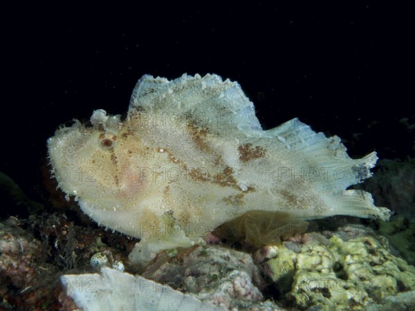 A light-coloured fish with a flat shape, rocking fish (Taenianotus triacanthus), rests in a dark
