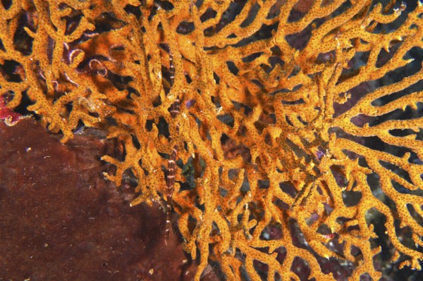 Vibrant orange coral on the seabed, hiding a Chinese trumpetfish (Aulostomus chinensis), dive site