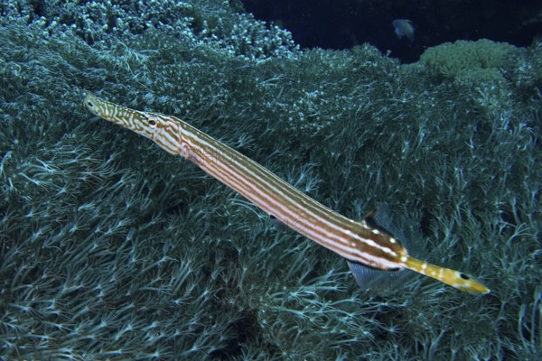 Chinese trumpetfish (Aulostomus chinensis) camouflaged among seaweed. Dive site Toyapakeh, Nusa