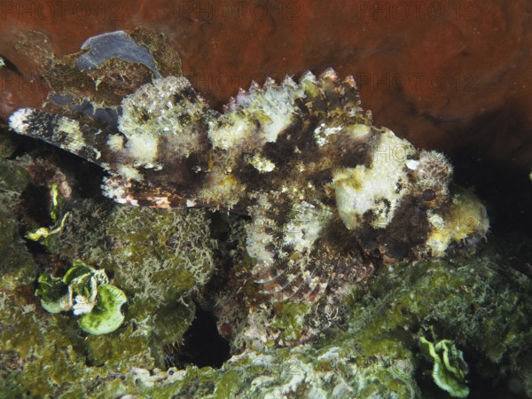 A well camouflaged Papuan scorpionfish (Scorpaenopsis papuensis) on a sea floor covered with algae.