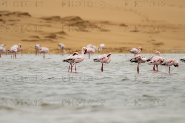 Lesser Flamingos (Phoeniconaias minor) in a lagoon off the Namib Desert, Walfish Bay, Erongo,