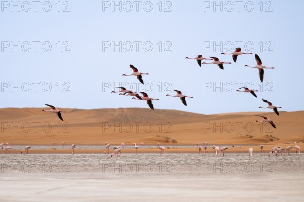 Lesser Flamingos (Phoeniconaias minor) in flight in front of the Namib Desert with lagoon, Walfish