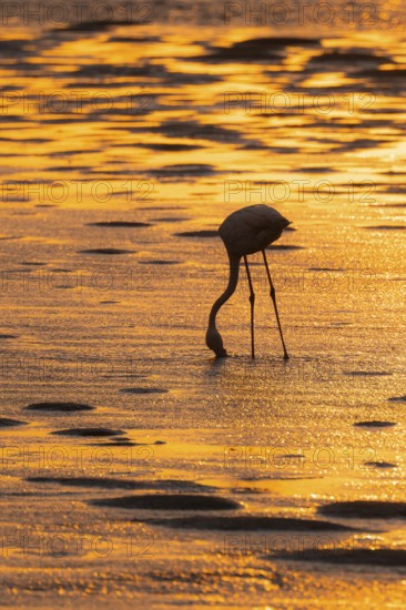 Pink flamingo (Phoenicopterus roseus) against the light, sunset, lagoon at Walfish Bay, Erongo,
