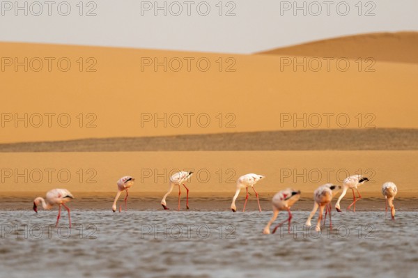 Lesser Flamingos (Phoeniconaias minor) in front of the Namib Desert with lagoon, Walfish Bay,