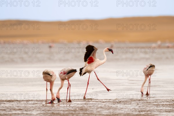 Lesser Flamingos (Phoeniconaias minor) at the Namib Desert with lagoon, Walfish Bay, Erongo,