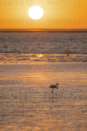 Pink flamingos (Phoenicopterus roseus) against the light, sunset, lagoon at Walfish Bay, Erongo,