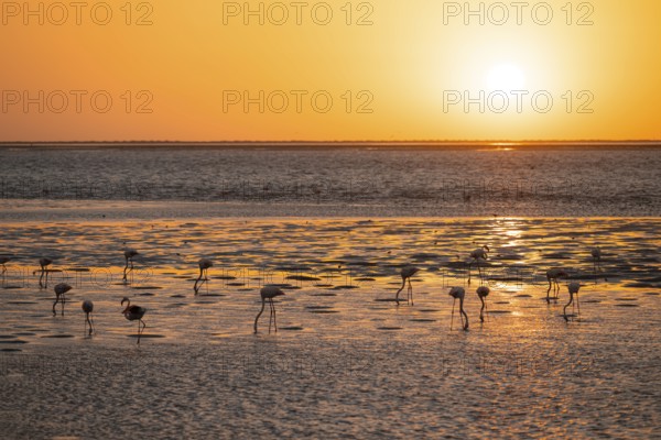 Pink flamingos (Phoenicopterus roseus) against the light, sunset, lagoon at Walfish Bay, Erongo,