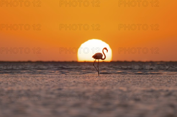 Single pink flamingo (Phoenicopterus roseus) directly in front of the setting sun, backlight,