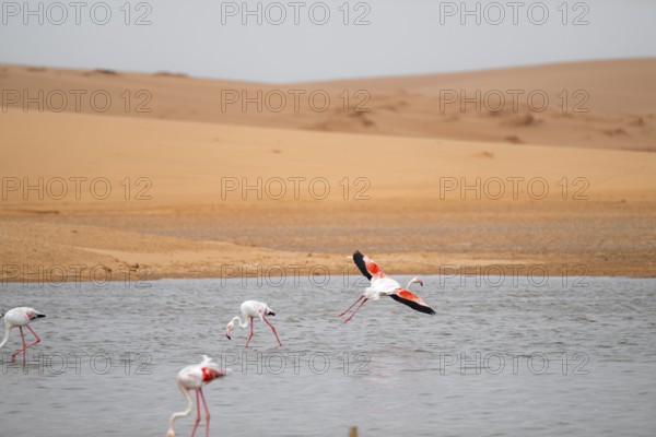 Pink flamingo (Phoenicopterus roseus) in flight in front of the Namib Desert, Walfish Bay, Erongo,
