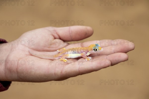 Man holding Palmato gecko (Pachydactylus rangei) on hand, Namib Desert, Namibia