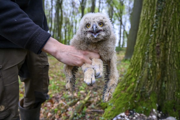 Münsterland, North Rhine-Westphalia, Germany, A bird ringing human ornithologist gently holds a
