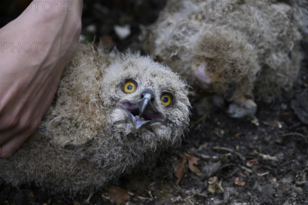 Münsterland, North Rhine-Westphalia, Germany, close-up of a young eagle owl (Bubo bubo) with lively