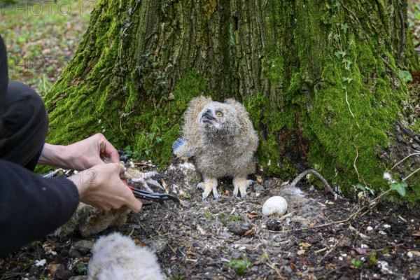 Münsterland, North Rhine-Westphalia, Germany, An ornithologist carefully rings a young eagle owl