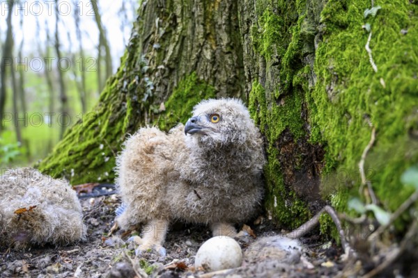 Münsterland, North Rhine-Westphalia, Germany, A young eagle owl (Bubo bubo) sits on the ground on a