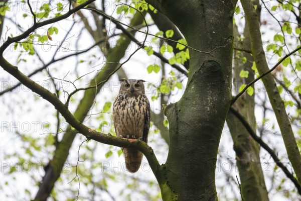 Münsterland, North Rhine-Westphalia, Germany, An eagle owl (Bubo bubo) looks down from the branch