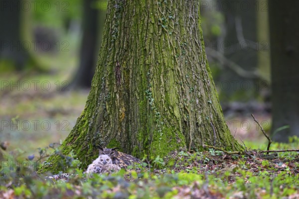 Münsterland, North Rhine-Westphalia, Germany, An eagle owl (Bubo bubo) with chicks rests hidden in