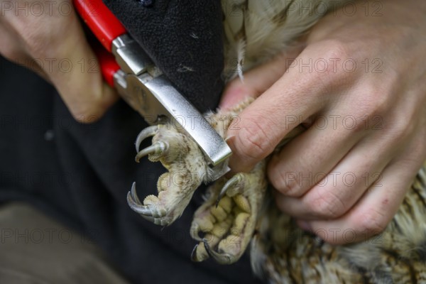 Münsterland, North Rhine-Westphalia, Germany, hands ringing a tawny owl (Strix aluco) for grooming,
