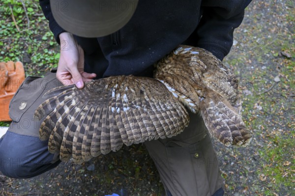 Münsterland, North Rhine-Westphalia, Germany, plumage of a tawny owl (Strix aluco) being examined,