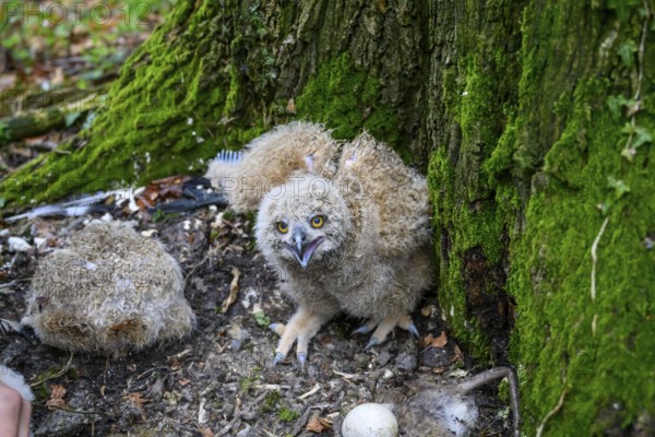 Münsterland, North Rhine-Westphalia, Germany, A young eagle owl (Bubo bubo) sits on the ground on a