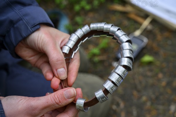 Münsterland, North Rhine-Westphalia, Germany, Female hands holding a collection of bird rings,