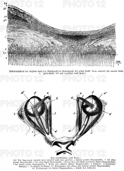Average thickness of the retina through the center of the central pit of the yellow spot, fovea