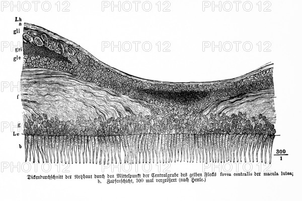 Average thickness of the retina through the center of the central pit of the yellow spot, fovea