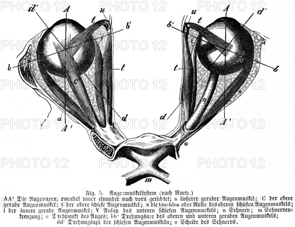 Pair of eyes directed parallel and forward, eye muscle, optic nerve, human, body part, limbs,