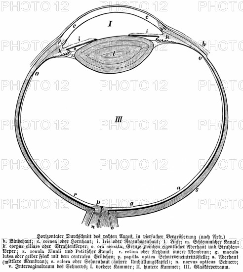 Horizontal cross section of right eye, conjunctiva, iris, lens, corpus ciliare, retina, zonula