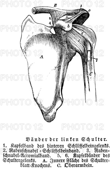 Tendons and joints of the left shoulder, collarbone, shoulder blade, upper arm, human body part,