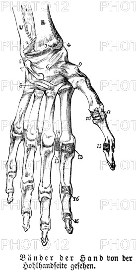 Hand, fingers, limbs, tendons, human body part, limbs, science, medicine, anatomy, detail, bones,