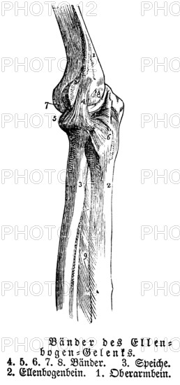 Elbow joint, tendons, human, body part, limbs, science, medicine, anatomy, detail, bones, joints,