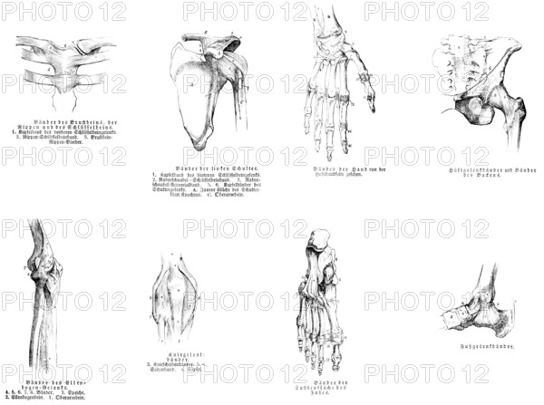 Sternum, shoulder, hand, pelvis, elbow, knee joint, foot, human, body part, limbs, science,