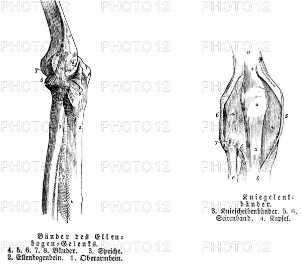Elbow, tendon, spoke, elbow bone, upper arm, ankle, human, body part, limbs, science, medicine,