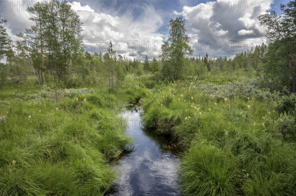 A small stream flows through a green landscape under cloudy sky, Hamra National Park, Hamra,