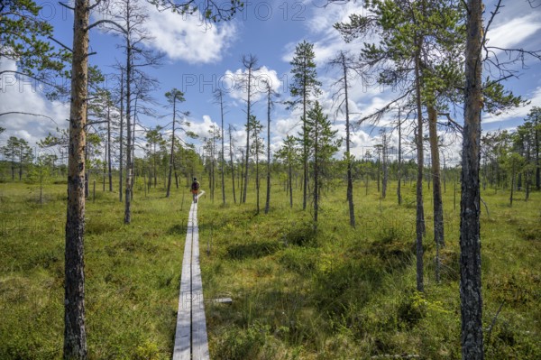 A narrow wooden path leads through a raised bog with scattered bog pines (PInus) under a blue sky,