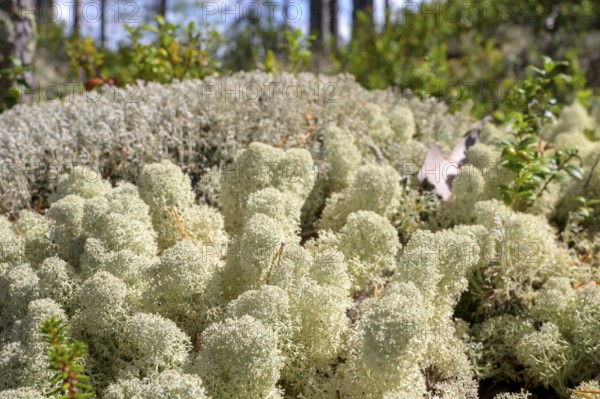 Close-up of light-coloured, textured reindeer lichen (Cladonia spec.) on forest floor, Hamra