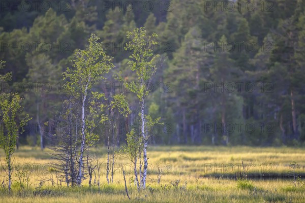 Los, Gävleborgs län, Sweden, Light-flooded meadow with young birch trees (Betula spec.) in front of