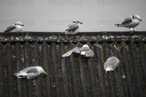 Seagulls sitting on a wavy roof under a grey sky, three dead kittiwakes (Rissa tridactyla) dead