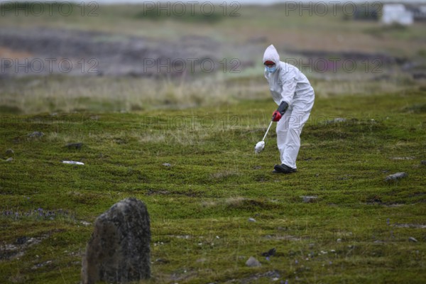Person in a protective suit, protective mask and goggles picks up a dead kittiwake (Rissa