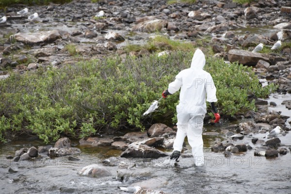Person in a protective suit, protective mask and goggles looking for dead kittiwakes (Rissa