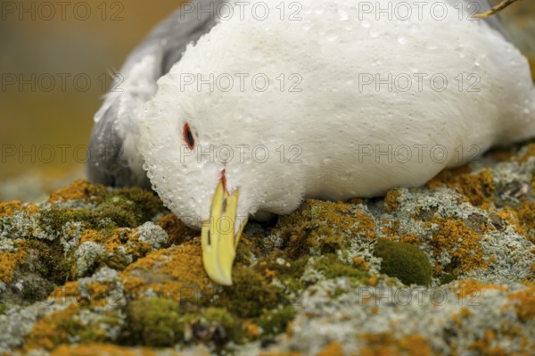 Close-up of a dead kittiwake (Rissa tridactyla) that died of avian influenza, on a rocky coastal