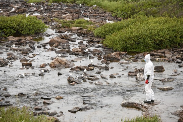 Person in a protective suit, protective mask and goggles looking for dead kittiwakes (Rissa