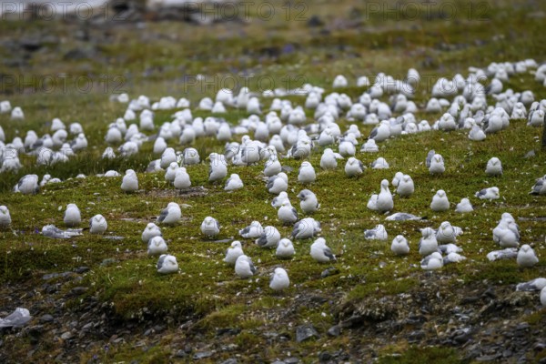 Kittiwakes (Rissa tridactyla) suffering from avian influenza, melancholic atmosphere, Ekeroya,