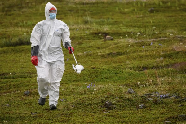 Person in a protective suit, protective mask and goggles holding a dead kittiwake (Rissa