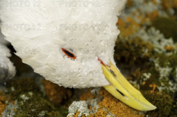 Portrait of a dead kittiwake (Rissa tridactyla) that died of avian influenza, on a stony coastal