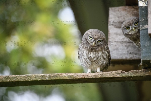 Two young little owls (Athene noctua) sitting on a wooden board in a natural environment and