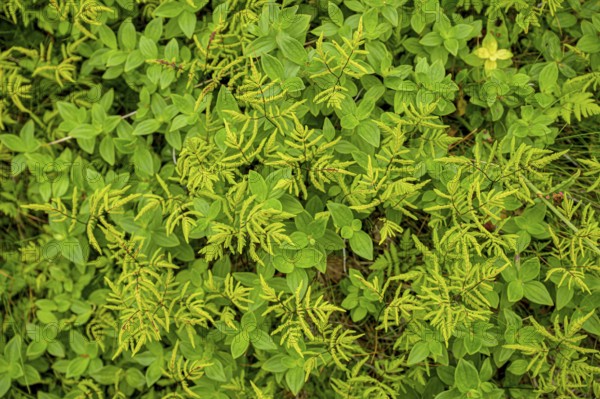 Leaves of Swedish cornel (Cornus suecica) with some green fern shoots form a lively pattern,