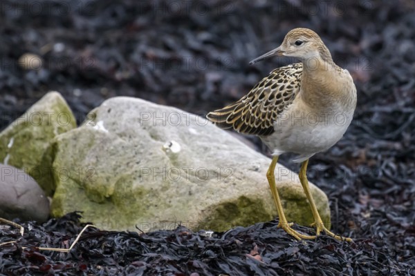 Ruff (Calidris pugnax) in a simple dress on rocks, surrounded by autumnal colours and seaweed,