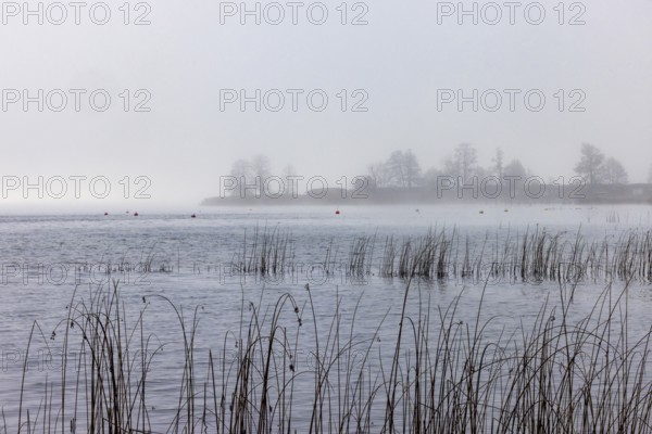 Foggy autumn atmosphere at the lake with reeds in the foreground, Mondsee, Salzkammergut, Upper