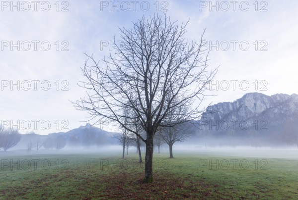 Bare trees in fog with Schafberg and Drachenwand, inversion weather, Mondseeland, Salzkammergut,